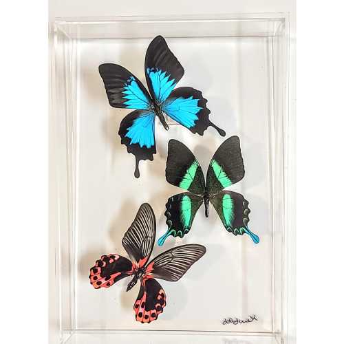 framed butterflies, mounted butterflies,real butterfly art, butterflies in acrylic cases