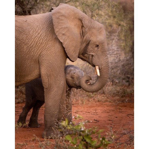 African Elephant and Baby Photo Print: Wildlife Photography Art