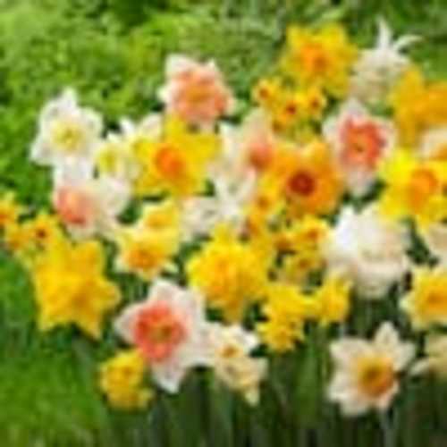 Garden State Bulb 12/14 cm Daffodil Bulbs All-In-One Mixed (Bag of 100) ECF-07-100