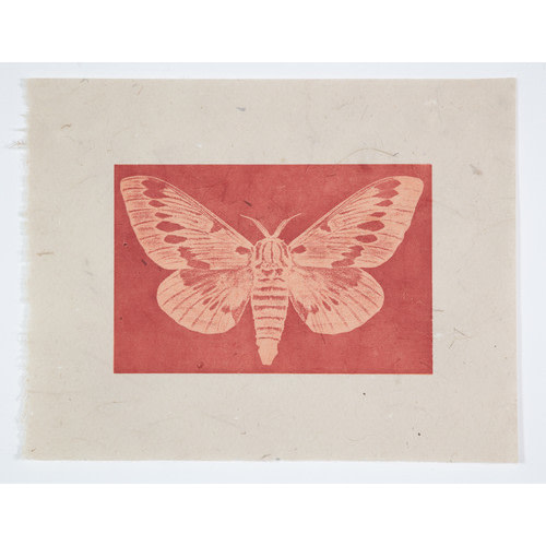 Moth #8 Citeronis Splendens Mesa Campenero Sonora Mexico