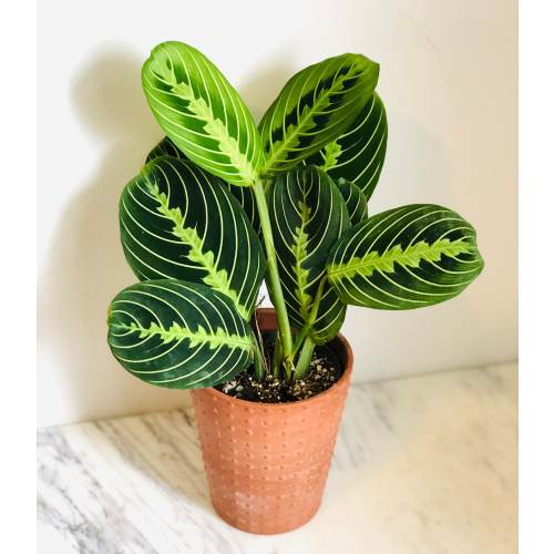Prayer Plant - Lemon Lime - Maranta Leuconeura - Tropical Plant