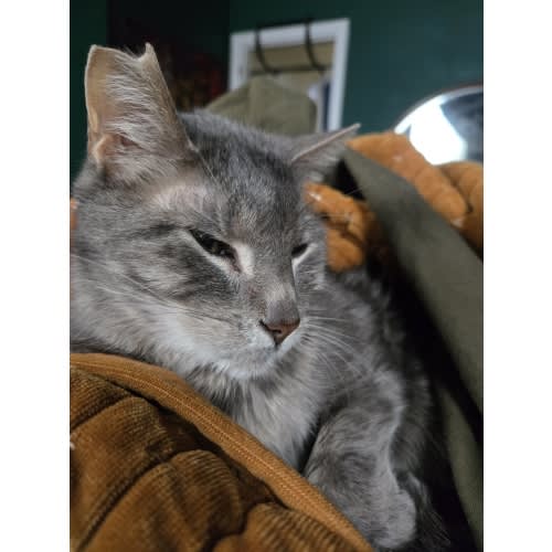 Cat care during labor