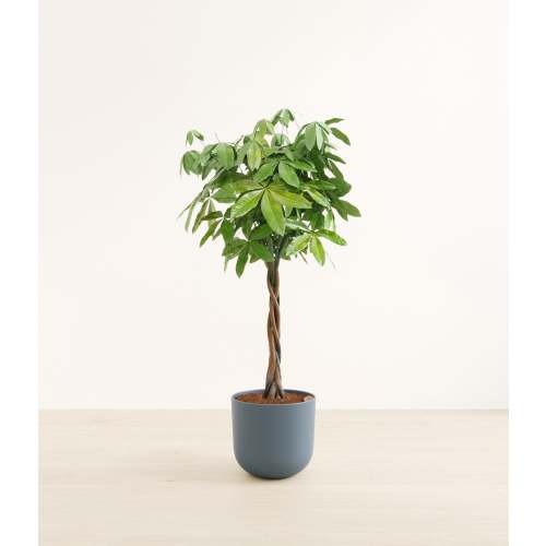 Money Tree