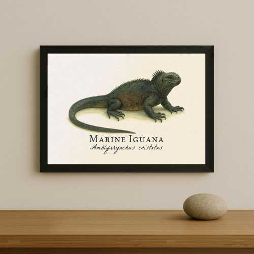 Marine Iguana Print – Vintage Scientific Illustration of Amblyrhynchus cristatus