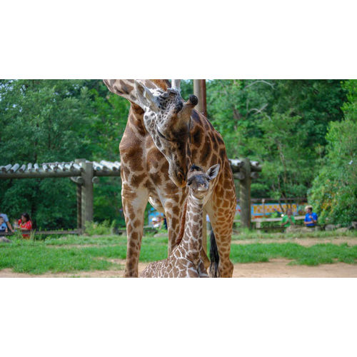 Membership | Greenville Zoo, SC - Official Website