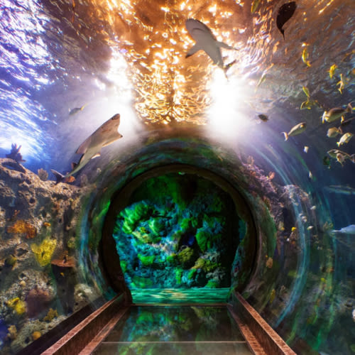 SEA LIFE Arizona Aquarium Tickets