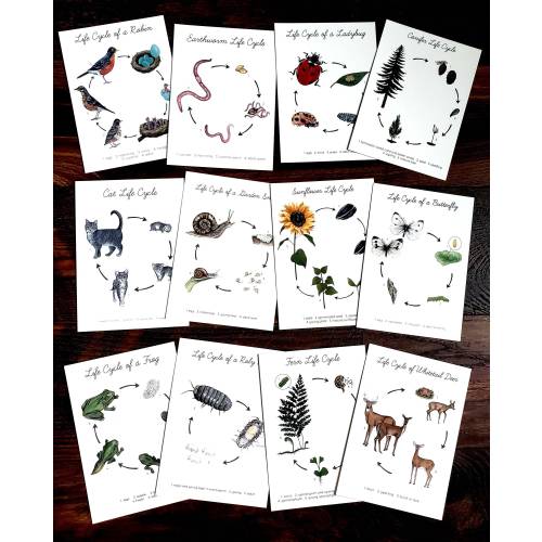Backyard Nature Art Prints- Life Cycles- Set of (12) 5"x7" Prints