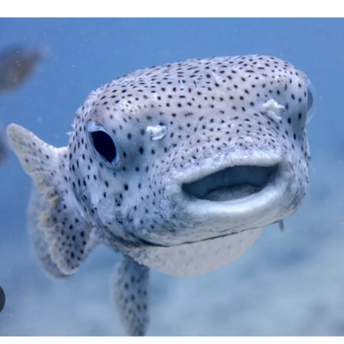 Aquarium membership🐠- PURCHASED