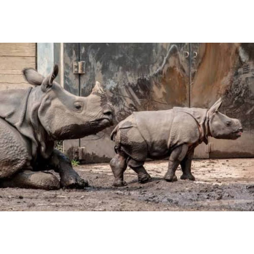 Buffalo Zoo Membership