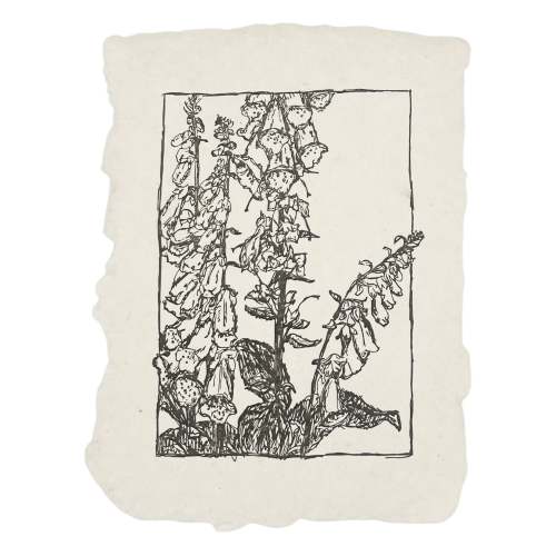Foxglove Art Print