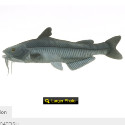 BLUE CATFISH 10"