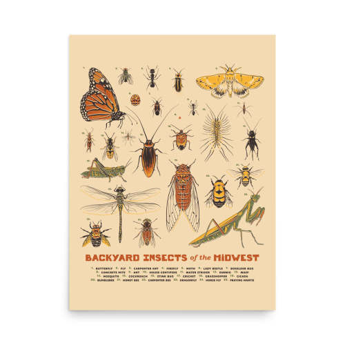 Backyard Insects of the Midwest Poster – United State of Indiana