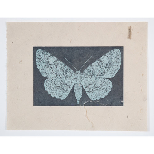 Moth #6 Geometer Mesa Campanero Sonora Mexico