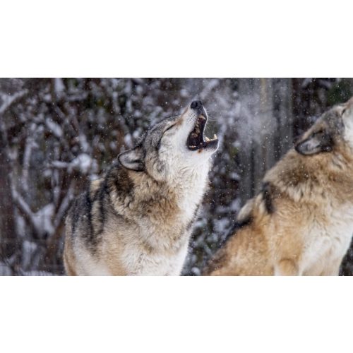 Become a Member - Wilder Institute/Calgary Zoo