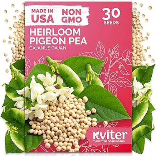 KVITER 30 Guandules Pigeon Peas Seeds for Planting (Cajanus Cajan) – a.k.a Gandules Goya, Gungo Peas, Congo Pea Non GMO & Organic – Heirloom Vegetable Seeds to Plant in Outdoor Garden & Trellises