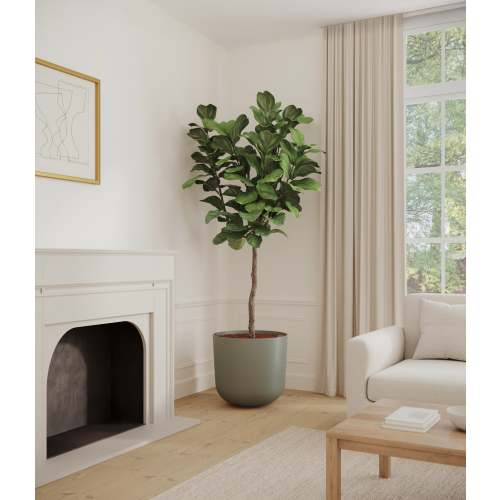 Fiddle Leaf Fig