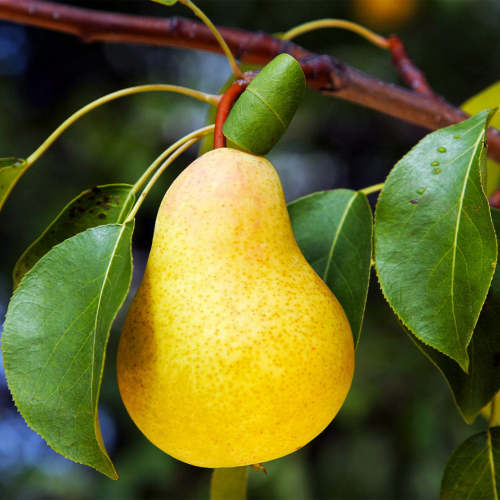 Kieffer Pear Trees for Sale | FastGrowingTrees.com