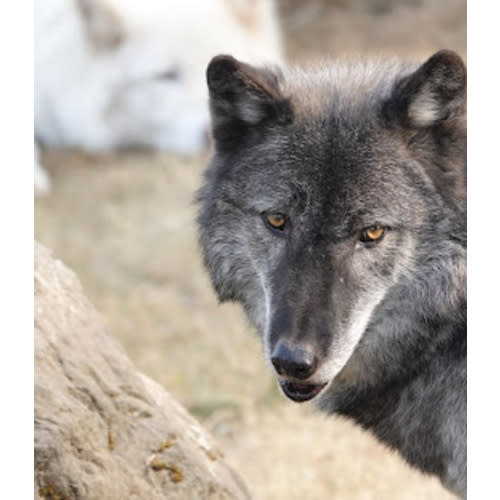 Cougar Mountain Zoo - Add Dual Membership