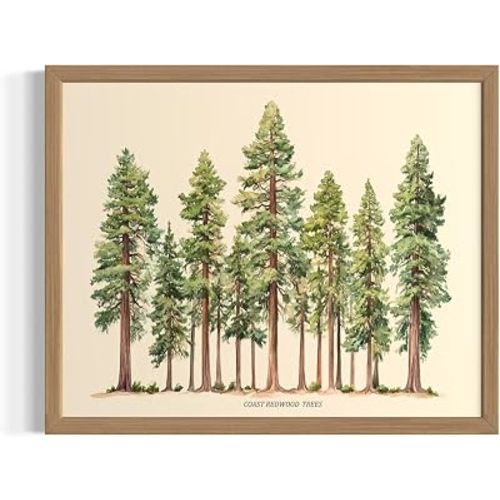 Coast Redwood Trees Wood Framed Wall Art Print Poster, Nature Vintage Paitnings Pine for Bedroom Bathroom Living Room Decor 198 (Coast Redwood, 24"L x 18"W, Wood Frame)