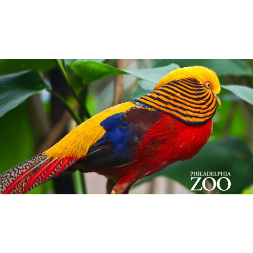 Gift A Membership — Philadelphia Zoo