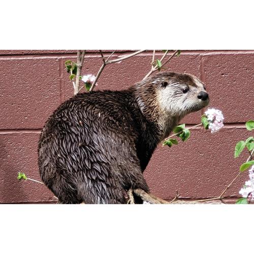 Beardsley Zoo Family Membership