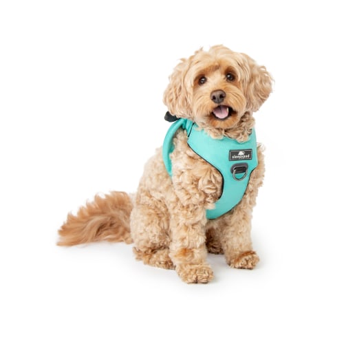 Clickit Range - Safety seatbelt for dogs