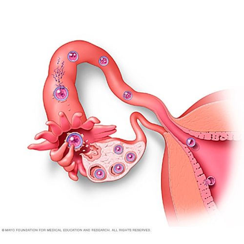 Fetal development: The first trimester - Mayo Clinic