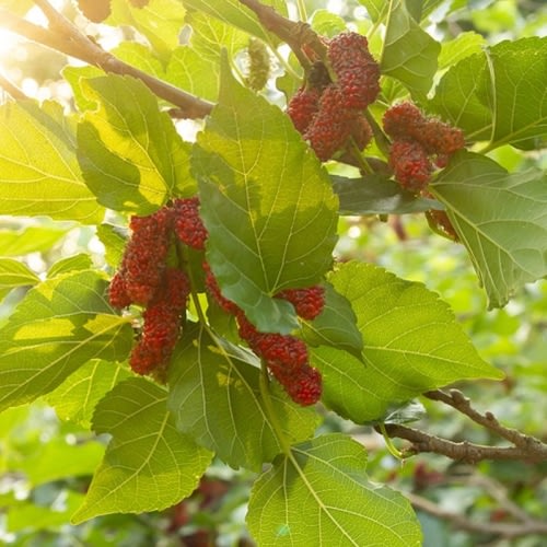 Buy Gelato Red Mulberry Trees Online at Ty Ty Plant Nursery LLC