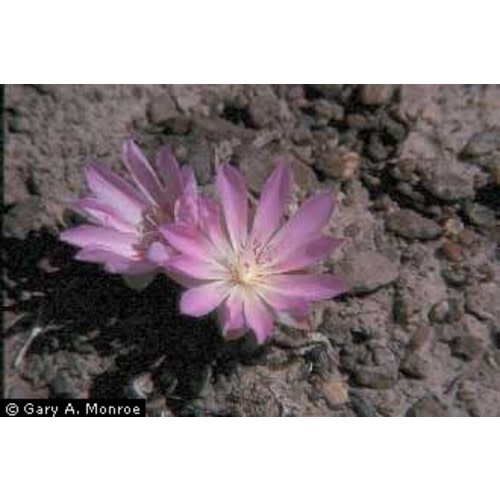 Bitterroot