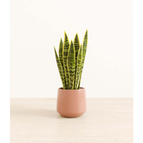 Golden Snake Plant