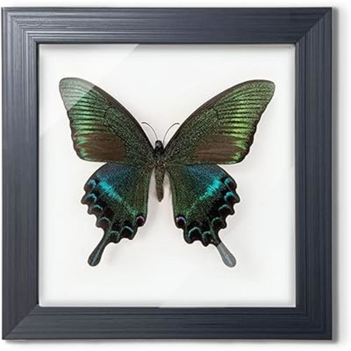 ITrixgan Taxidermy Framed Real Butterfly Taxidermy, Butterfly Specimen For Science Class Insect Lover, Gothic Home Decor Wall Decor, Taxidermia Goth Room Shelf Decor, Gothic Wall Art