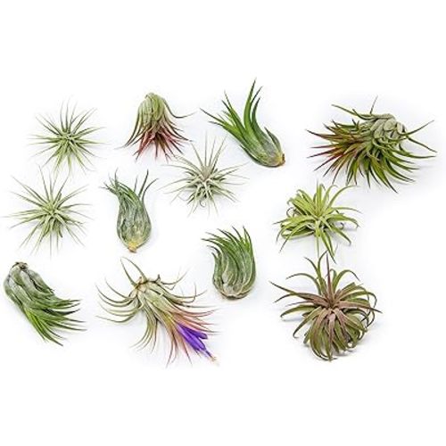 Air Plant Shop 12 Pack Assorted Ionantha Air Plants - Wholesale and Bulk - Succulents - Live Tillandsia - Easy Care Indoor and Outdoor House Plants