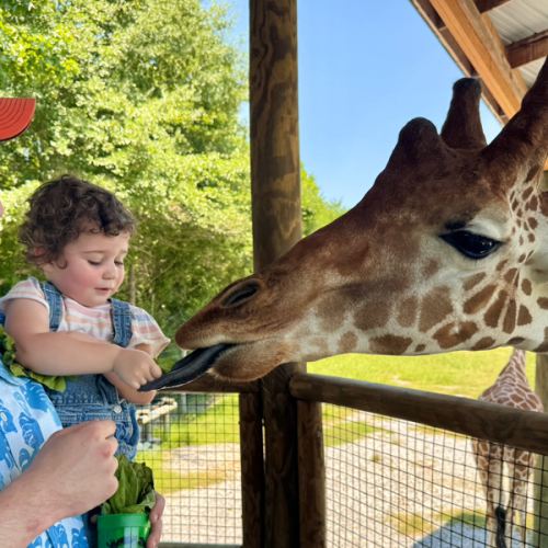 Buying Annual Membership - Alabama Safari Park