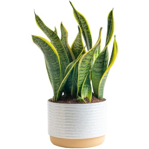 Costa Farms Snake, Sansevieria White-Natural Decor Planter Live Indoor Plant, 12-Inch Tall, Grower's Choice, Green, Yellow