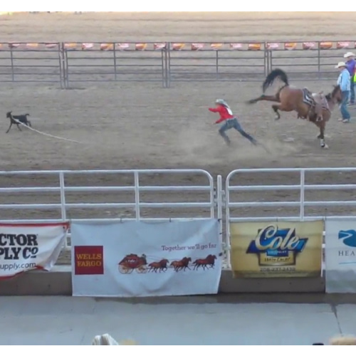 Future Horse (High probability)