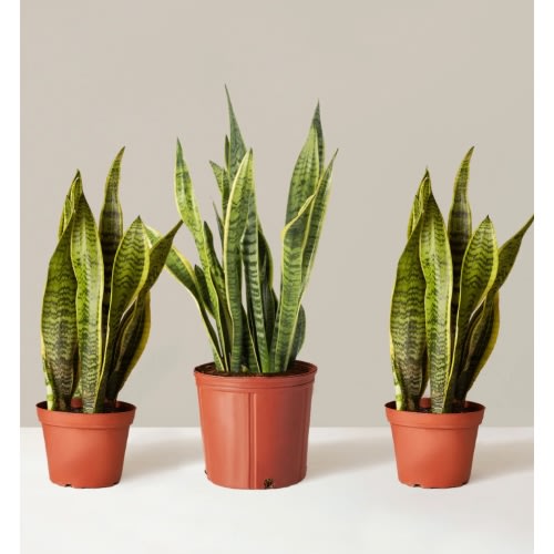 Air Purifying Trio | The Sill