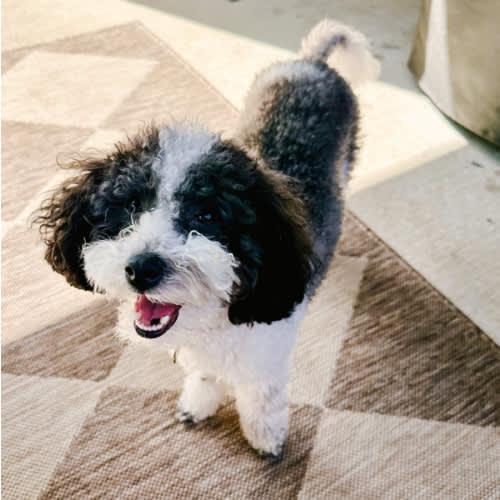 Take Lincoln on a Walk or to our Dog Park