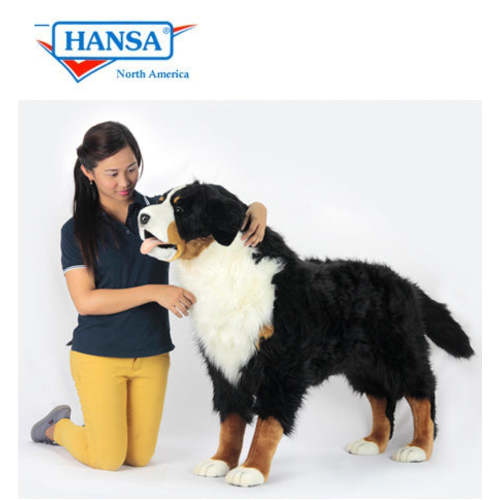 Bernese Mountain Dog Adult (Sennhund) (6849)