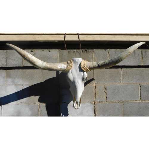 STEER Cow Texas Skull with Large rustic raw horns 523