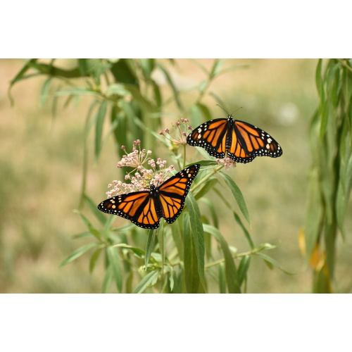 Postpartum Monarch Massage Therapy