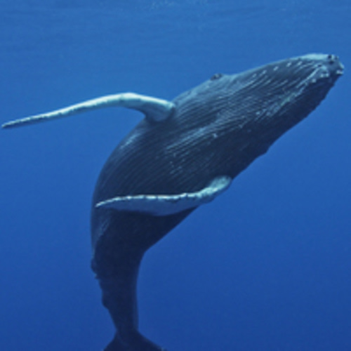 Adopt a Humpback Whale | Symbolic Adoptions from WWF
