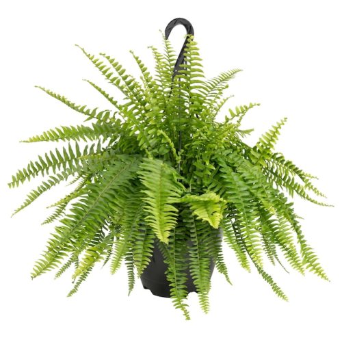Costa Farms Boston Fern House Plant in 10-in Pot L-BOS-G-POT-01-LW at Lowes.com