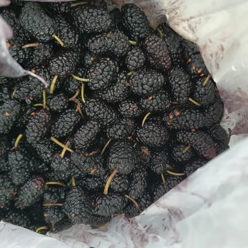 Buy Black Beauty Seedling Mulberry Trees Online at Ty Ty Plant Nursery LLC