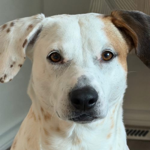 Dog Walker Fund