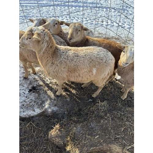 7 Dorper, Katahdin - Open Replacement Ewe Lambs