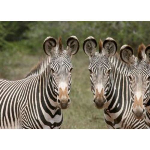 Gift of Membership | Denver Zoo