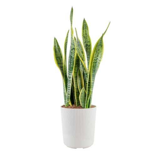 Costa Farms Sansevieria Snake Plant House Plant in 10-in Pot L-SLV-S-BEI-01-LW at Lowes.com