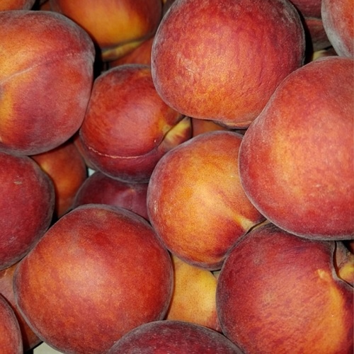 Buy Elberta Peach Trees Online at Ty Ty Plant Nursery LLC