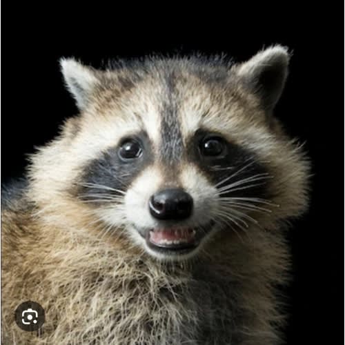 Raccoon