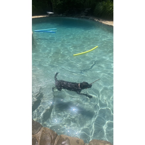 Pool Membership - $900